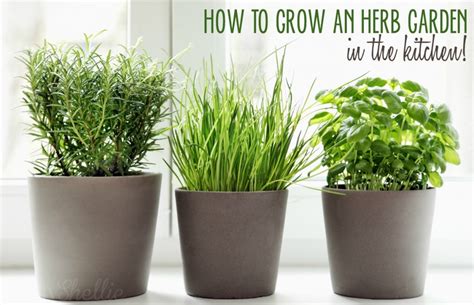 5 Ways To Grow An Herb Garden In The Kitchen