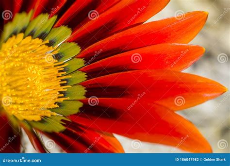 Beautiful Colourful Daisy Flower Close Up Stock Photo Image Of Summer