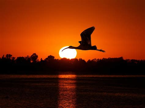 Free Photo Birds At Sunset Bird Evening Lake Free Download Jooinn