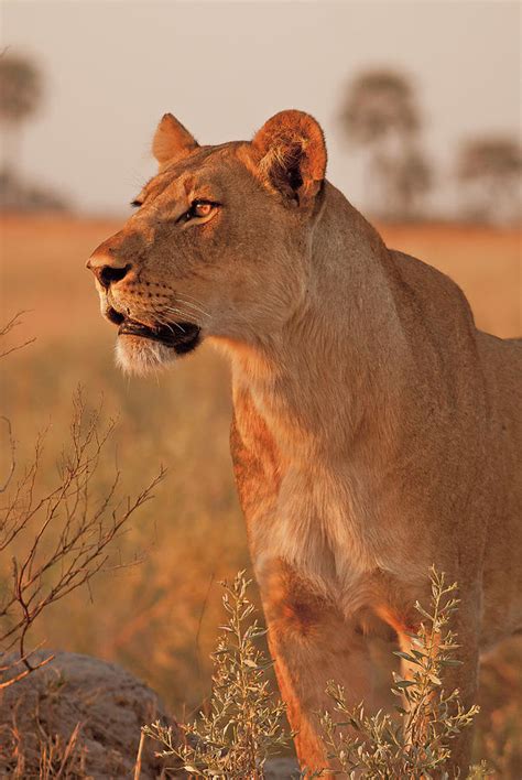 Lioness At Sunset Photograph By Maryjane Sesto Pixels