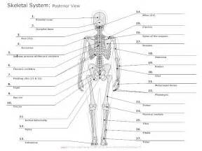 Skeletal System Diagram Types Of Skeletal System Diagrams Examples More