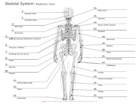 Thorax,lungs,heart anatomy and physiology diagrams free download. Skeletal System Diagram - Types of Skeletal System ...