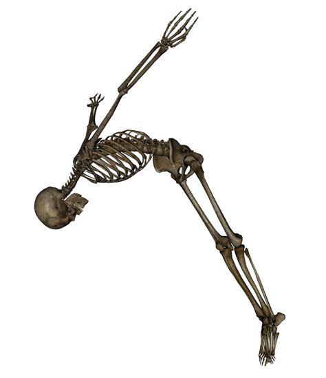 Human Skeletons Png Clip Art Library
