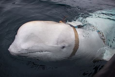 Beluga Whale ‘trained By Russian Military Discovered Liverpool Echo