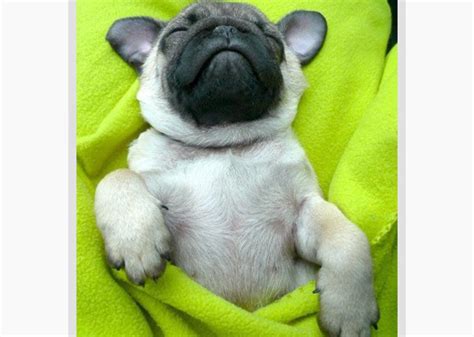 Place point side down on 2 ungreased cookie sheets. 11 Adorable Pugs in Blankets — Photo Gallery
