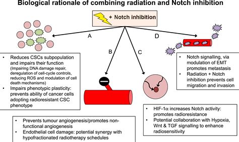 Notch Inhibition A Promising Strategy To Improve Radiosensitivity And