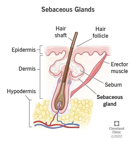 Image Of Cross Section Of Skin Showing Hair Follicle And Sebaceous