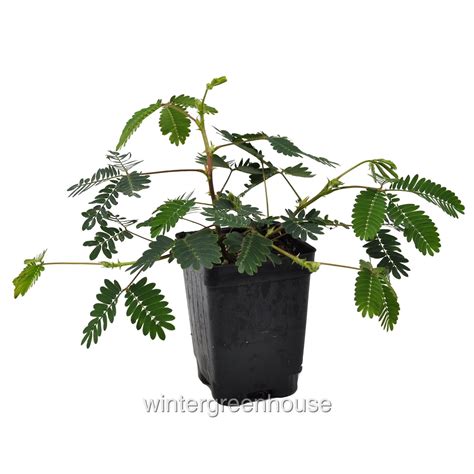 Sensitive Plant Mimosa Pudica 20 Seeds Greenhouse Perennial Seeds
