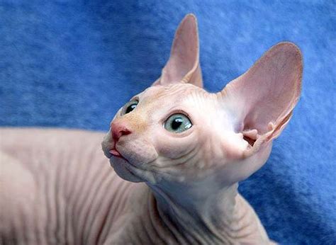 Egyptian Cat More About Egyptian Hairless Cats Cats Pinterest