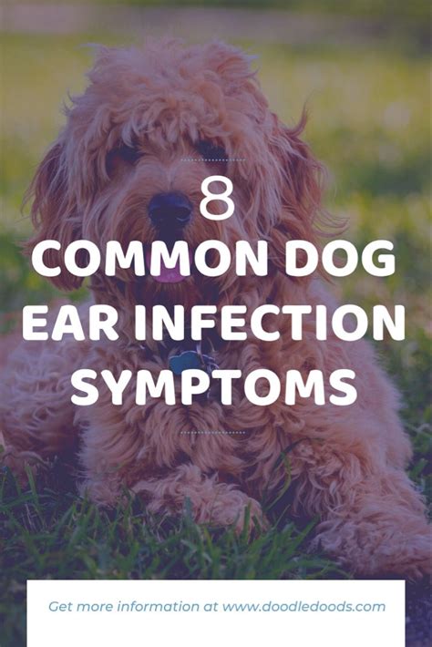 Most Common Ear Infection Symptoms Doodle Doods In 2020 Dogs Ears