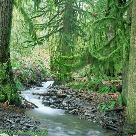 Moss Covered Temperate Rainforest Photo Wp01875