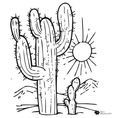 A este rol se le conoce como nicho. Cactus en el desierto | Cactus para colorear, Cactus ...