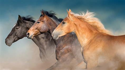 Horses Herd Portrait In Motion Stock Photo Image Of Motion Desert