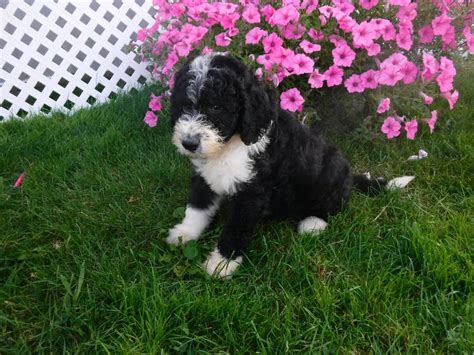 F1b Sheepadoodle For Sale Baltic Oh Male Riley Ac Puppies Llc