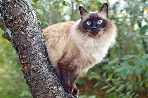 Balinese Long Haired Siamese Cat Breed Information And Characteristics