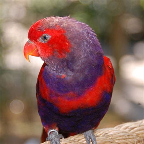 Parrot Encyclopedia Violet Necked Lory World Parrot Trust