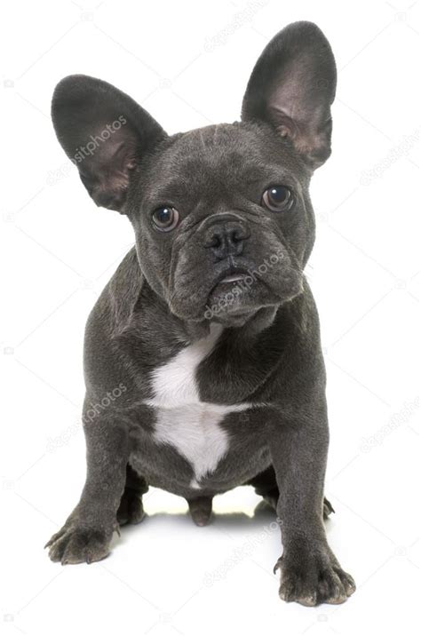 Puppy French Bulldog — Stock Photo © Cynoclub 127266568