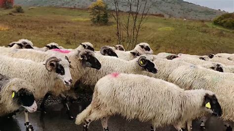 Lika - ovce na cesti - YouTube