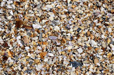 Sea Shells Nature Collection Free Photo On Pixabay Pixabay