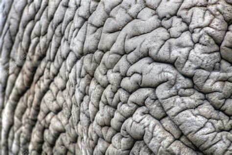 African Elephant Skin — Stock Photo © Muuraa 38255577