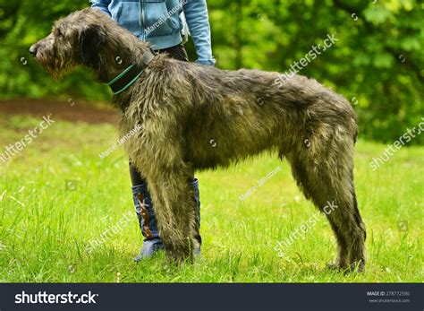 Irish Wolfhound Stock Photo 278772590 Shutterstock