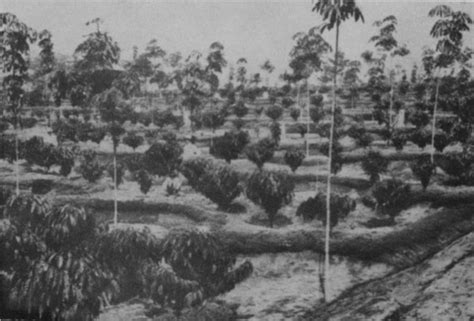 Tata Ruang Indonesia Sejarah Perkebunan Indonesia