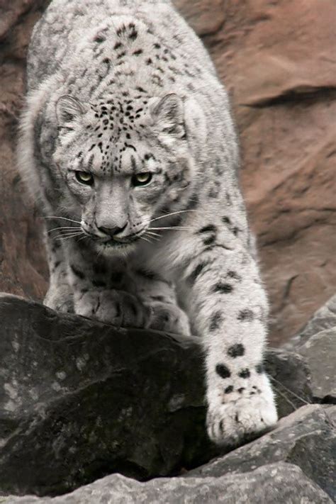 The Nicest Pictures White Leopard Pretty Cats Beautiful Cats Animals