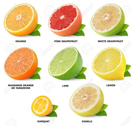 Collection Of Citrus Fruits Isolated On White Stock Photo 16162266