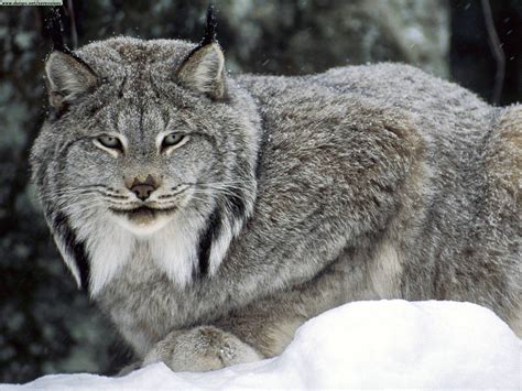 Canada Lynx The Life Of Animals
