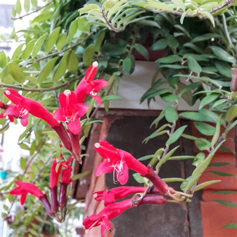 Verdadeaspas 👪 Gesneriaceae Aeschynanthus Pulcher