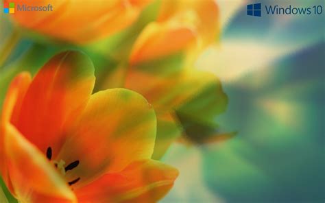 Windows 10 Wallpaper Flower2