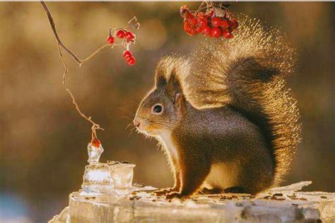 Pin By Nitsa Attias On Seasons Autumn Cute Squirrel