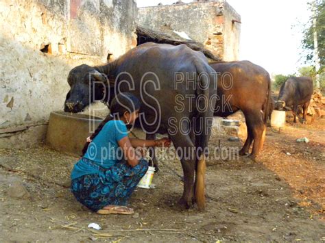 Nomads and bedouins still rely on camel's milk nutritional properties, while generations of you can buy camel milk directly from desert farms website. Photo of Milking Water Buffalo by Photo Stock Source ...