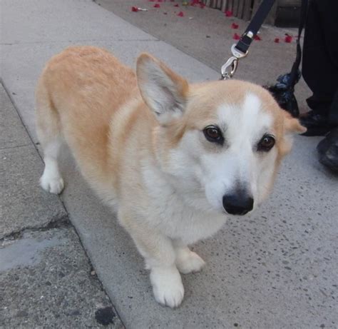 Dog Of The Day Tidus The Famous Corgi The Dogs Of San