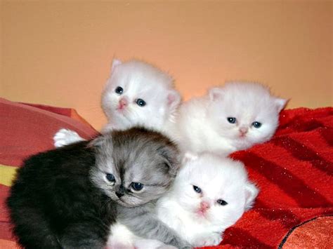 Warm And Fuzzy Kitty Kittens Cat Kitten Cats Animals Hd Wallpaper
