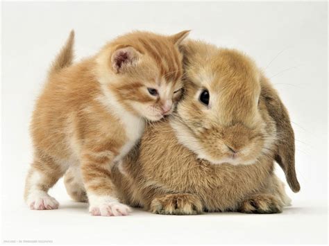 Download Baby Animal Friend Close Up Rabbit Kitten Animal Cute Hd Wallpaper