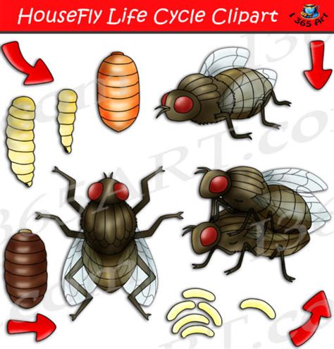 Housefly Life Cycle Clipart Set Download Clipart 4 School