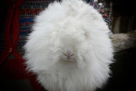 Giant Angora Rabbit Facts Lifespan Behavior And Care Guide With