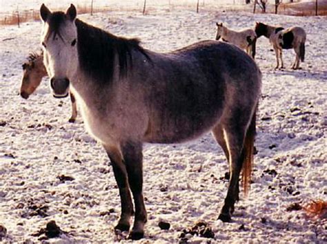 canadian rustic pony