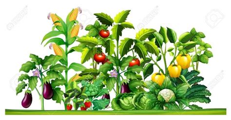 Garden clipart vegetable garden, Garden vegetable garden Transparent FREE for download on ...