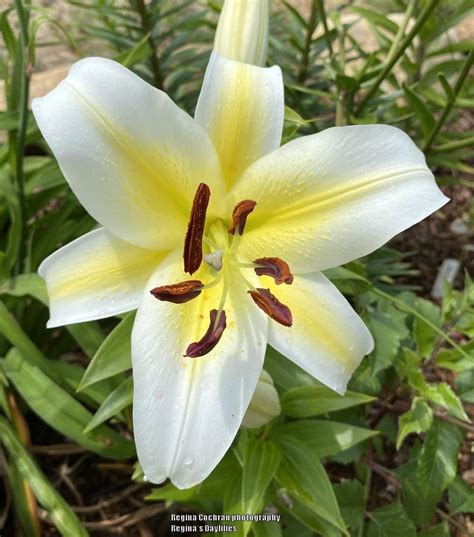 Lily Lilium Budlight In The Lilies Database