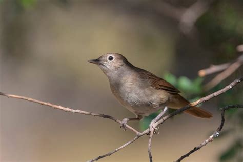 What Do Nightingales Sound Like Nightingale Sounds And Songs