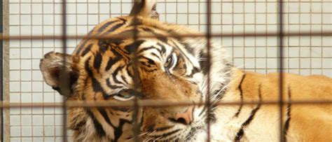 Precedent Setting Decision Endangered Species Act Protects Captive