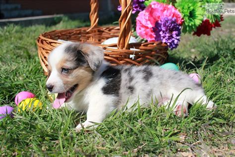 Good reputable breeder, good with other pets & kids home raised corgi puppies. Patches: Corgi puppy for sale near San Angelo, Texas ...