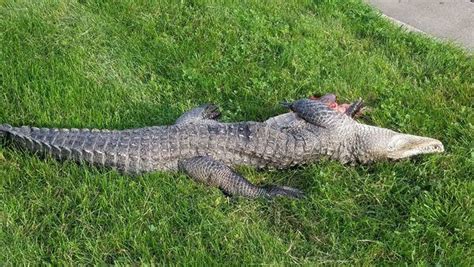 21 Year Old Pet Alligator Named Wally Dies After Getting Hit By Car