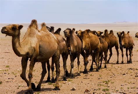 Animales Del Desierto Camello Bactriano