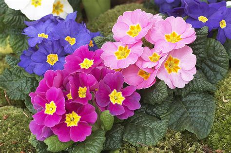 Primrose Primula Sp Flowers Photograph By Visionspictures
