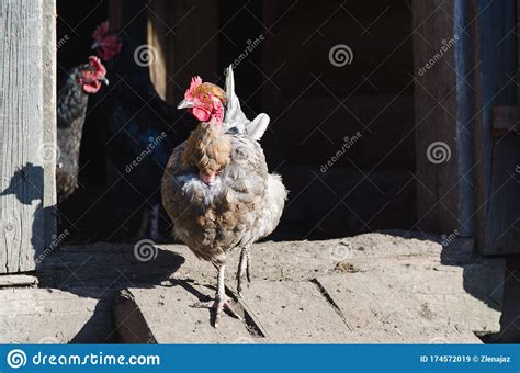 Gray Naked Chicken Comes Out Of The Barn Stock Image Image Of Naked