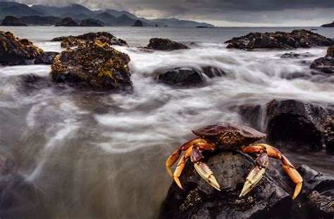 Dungeness Crab @ Low Tide Cannon Beach Oregon | Cannon beach oregon, Cannon beach, Crab