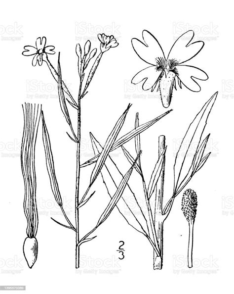 Stock Ilustrace Ilustrace Rostliny Starožitné Botaniky Epilobium Paniculatum Bylina Vrby